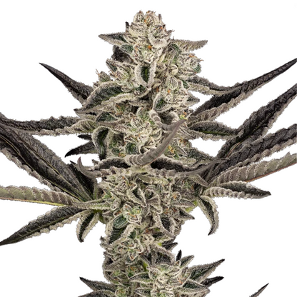 Hanfpflanze Purple Pickle Autoflowering. Viele grüne Blätter und Buds mit Trichomen auf einem weißen Hintergrund.