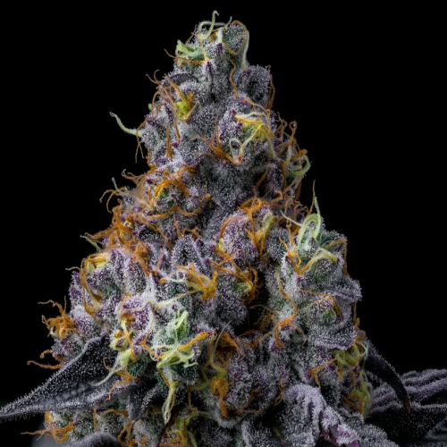 Nahaufnahme einer Rainbow Sherbet Cannabispflanze von Barney’s Farm mit dichten Blüten, reichlich Trichomen und orangefarbenen Härchen auf schwarzem Hintergrund.