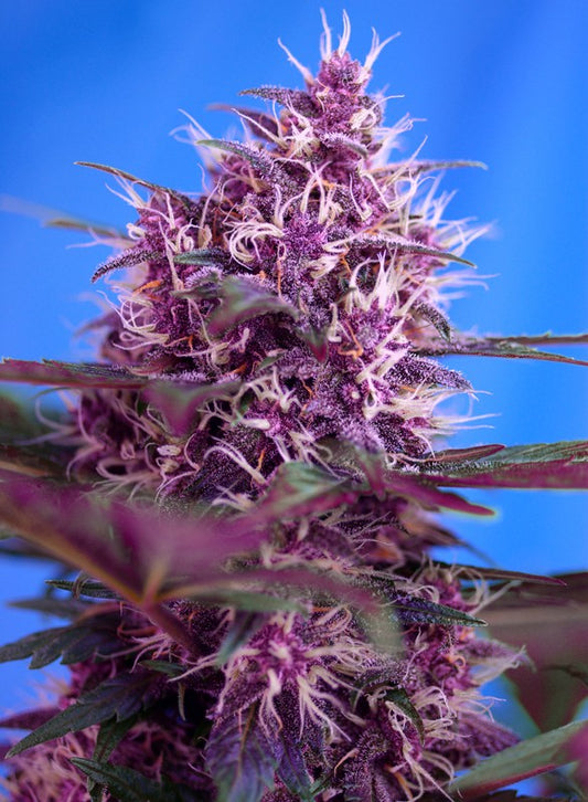 Red Poison von Sweet Seeds, rote Hanfpflanze mit reife Blumen