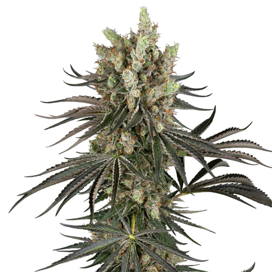 Hanfpflanze feminisiert mit vielen Blättern und Knospen, orange Härchen, harzreiche Buds.