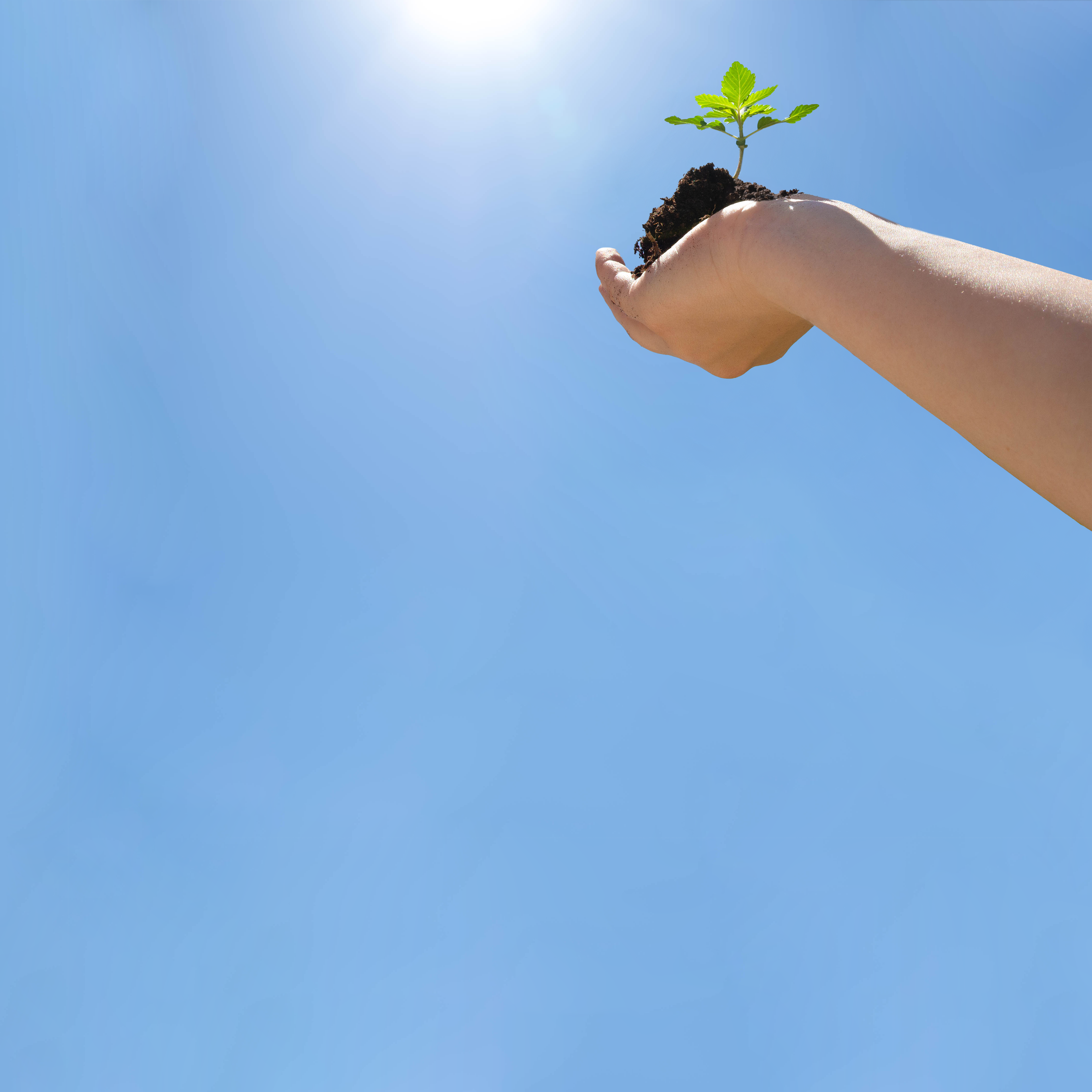 Eine Hand die eine frische Hanfpflanze in den Himmel hält. Die Pflanze ist vital, gesund und wächst stark. Der Himmel strahlt blau.