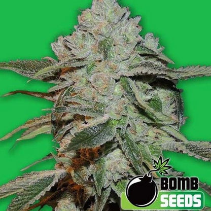 Hanfpflanze Atomic Bomber auf einem leuchtend grünen Hintergrund. Harzreiche Buds, viele Blätter. In der rechten Ecke unten befindet sich das Logo von Bomb Seeds.