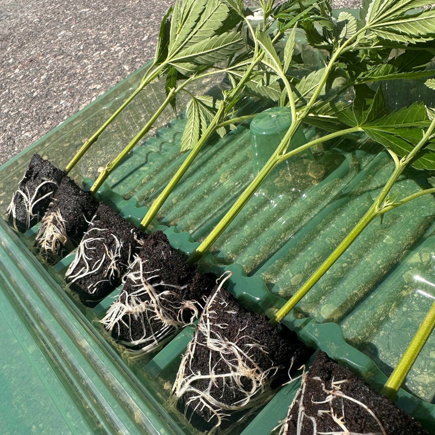 Cannabis Pflanzen Stecklinge in die Verpackung