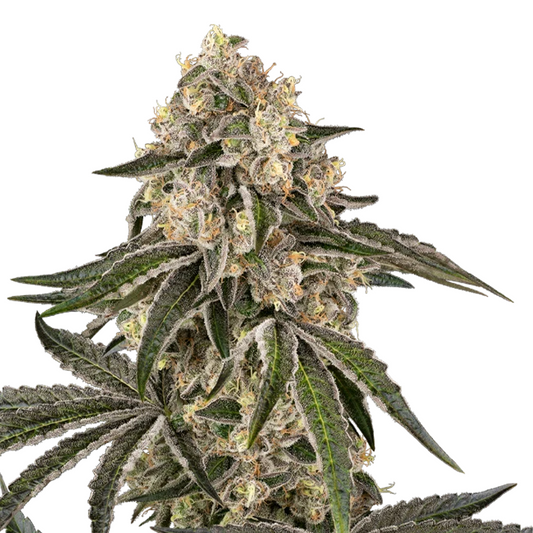 Sunset Peach Hanfpflanze mit dichten grünen Blättern und harzeichen Knospen, viele Trichome und orange Härchen, vor einem weißen Hintergrund