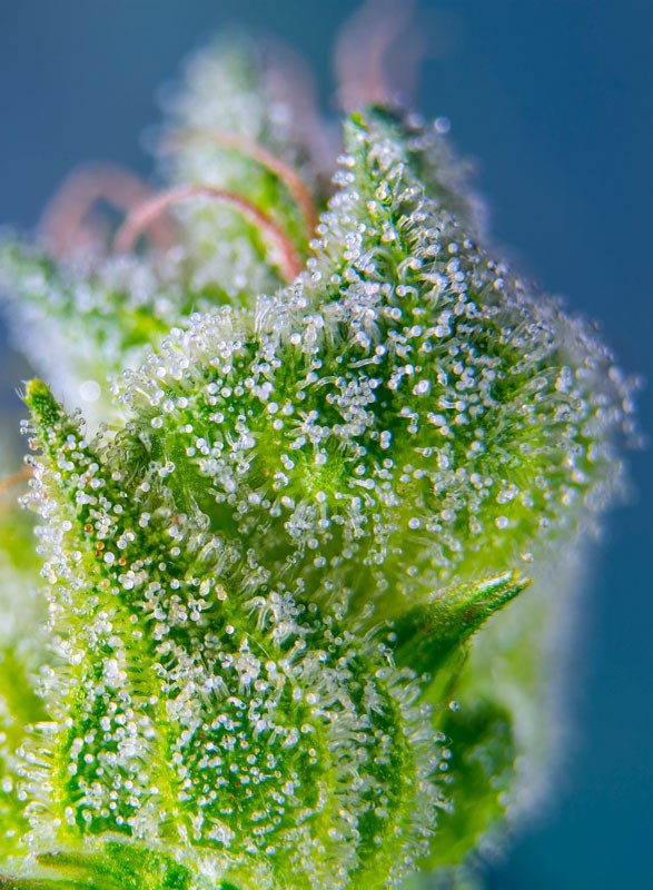 Sweet_Amnesia_Haze_XL_2_trichome