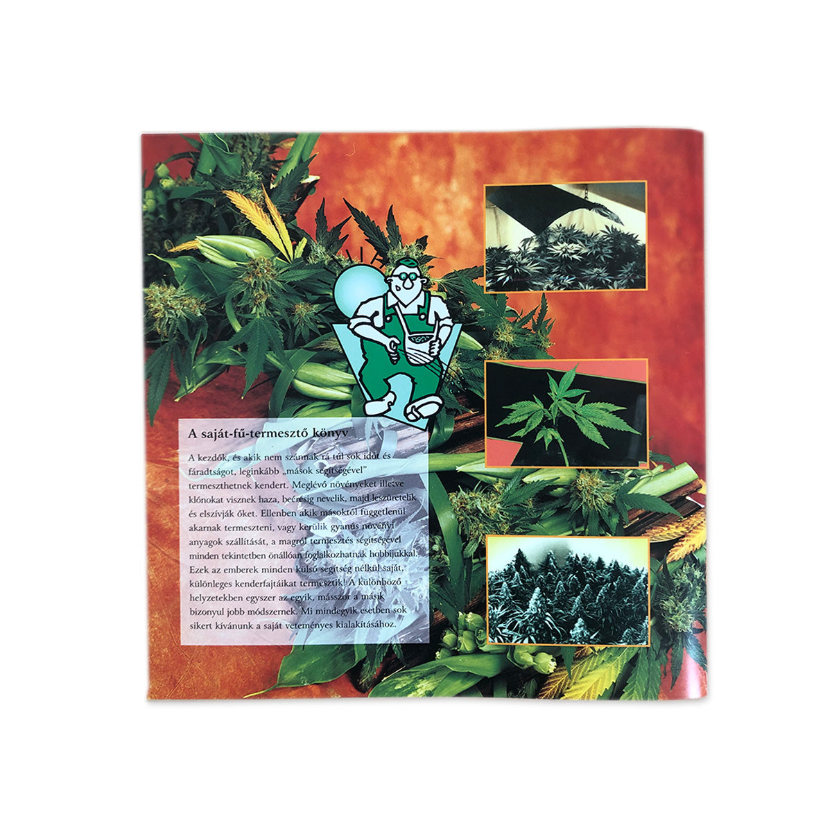 Ungarische Ausgabe vom Buch Sinsemilla unter Kunstlicht vom Nachtschatten Verlag, verfasst von RUNA. Das Design der Rückseite vom Buch ist orangefarbig mit Pflanzen drauf, einzelnen Bildern von Hanfpflanzen und einer transparent-weißen Box mit Text drinnen. Das Produkt ist auf einem weißen Hintergrund.