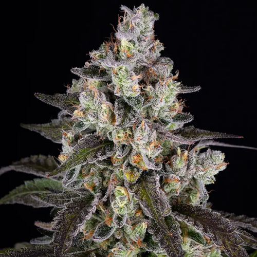 Makroaufnahme einer White Runtz Cannabispflanze von Barney’s Farm mit dichten, dunkelvioletten Blüten, reichlich Trichomen und orangefarbenen Härchen auf schwarzem Hintergrund.