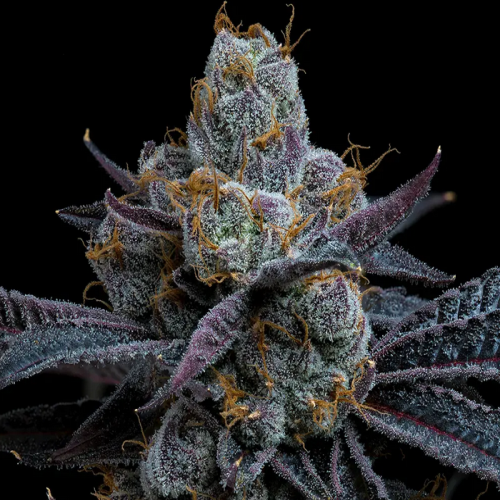 Makroaufnahme einer White Runtz Cannabispflanze von Barney’s Farm mit dichten, dunkelvioletten Blüten, reichlich Trichomen und orangefarbenen Härchen auf schwarzem Hintergrund.