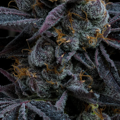 Makroaufnahme einer White Runtz Cannabispflanze von Barney’s Farm mit dichten, dunkelvioletten Blüten, reichlich Trichomen und orangefarbenen Härchen auf schwarzem Hintergrund.