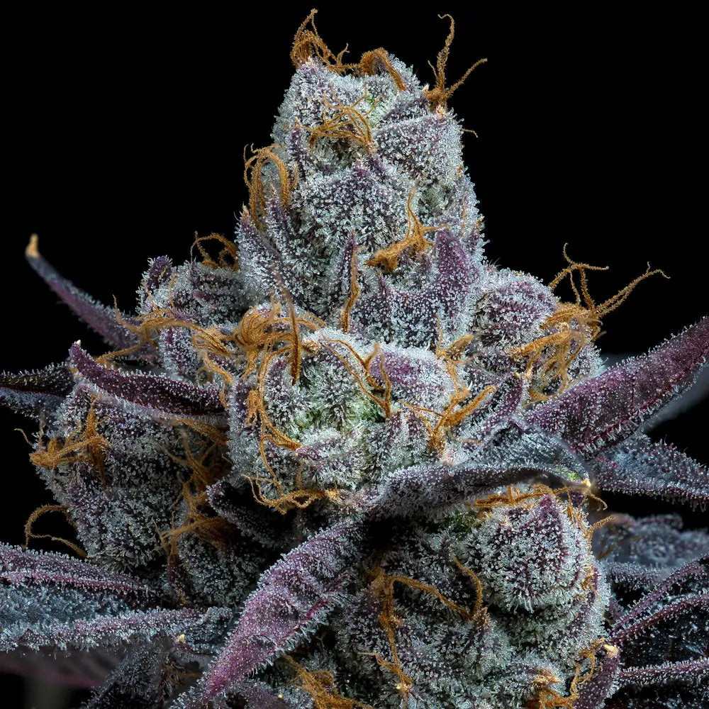 Makroaufnahme einer White Runtz Cannabispflanze von Barney’s Farm mit dichten, dunkelvioletten Blüten, reichlich Trichomen und orangefarbenen Härchen auf schwarzem Hintergrund.