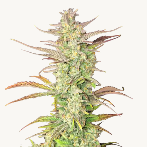 Eine Hanfpflanze mit dem "Z-Up Auto" Samen von Fast Buds. Viele Knospen und grüne Blätter, hohe Pflanze, Härchen