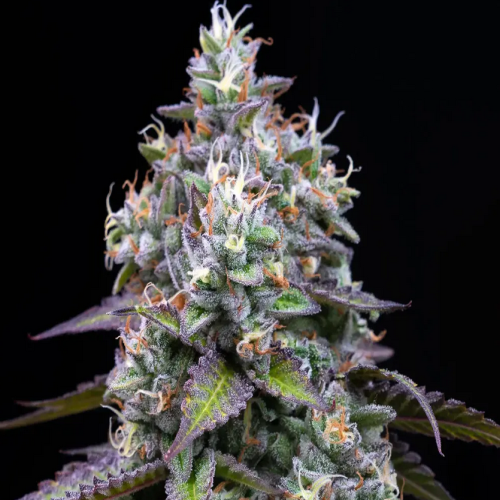 Nahaufnahme einer Zoap-Cannabispflanze von Barney’s Farm mit dichten, harzbedeckten Buds, violetten Blättern und orangefarbenen Blütenstempeln vor schwarzem Hintergrund.