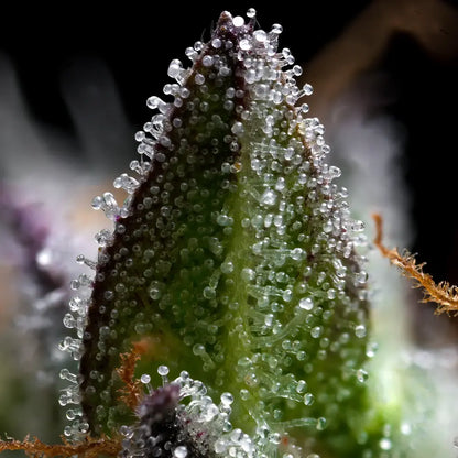 Makroaufnahme einer Zoap Cannabispflanze von Barney’s Farm mit kompakten, harzigen Buds, violetten Blattspitzen und orangefarbenen Blütenstempeln vor schwarzem Hintergrund.