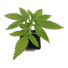 Cannabis plants