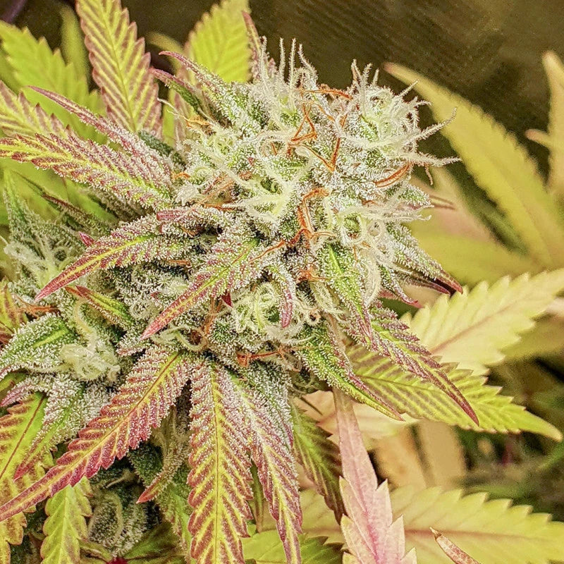 Critical Orange Punch Dutch Passion