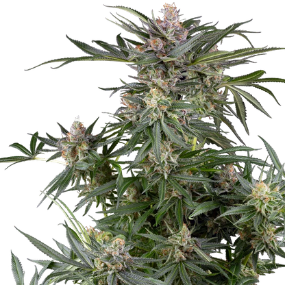 Feminisierte Cannabispflanze von Sensi Seeds mit reife Hanfblüten und Härchen