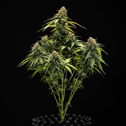 Reife Cannabispflanze von Epsilon Seeds, hybrid Autoflower Seed von Royal Queen Seeds