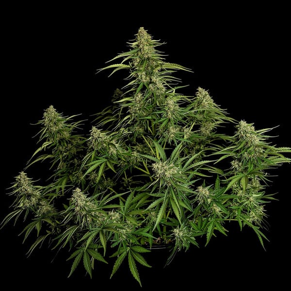 Gaia F1 Marijuana Pflanze Flowers