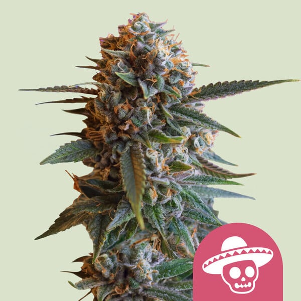 Mexican Rush feminisierte Cannabis Samen gezogene Marijuana Pflanze mit Blüten