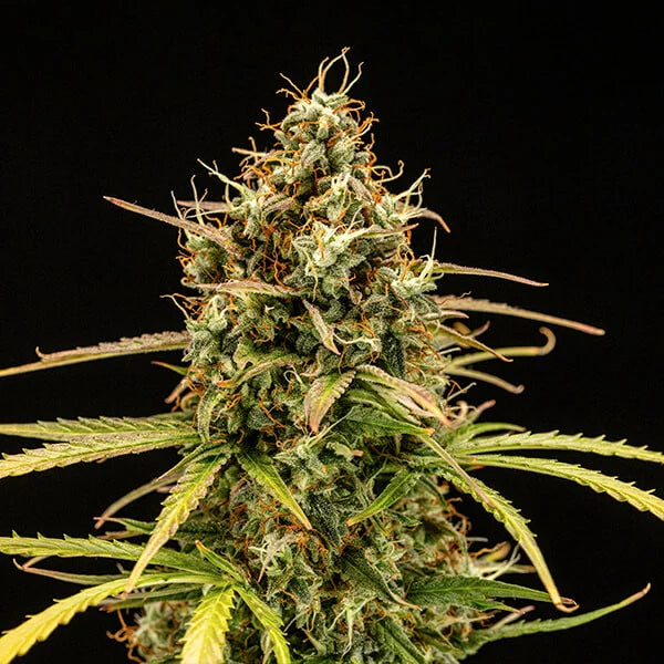 hanfpflanze von Milky Way Cannabissamen von Royal Queen Seeds