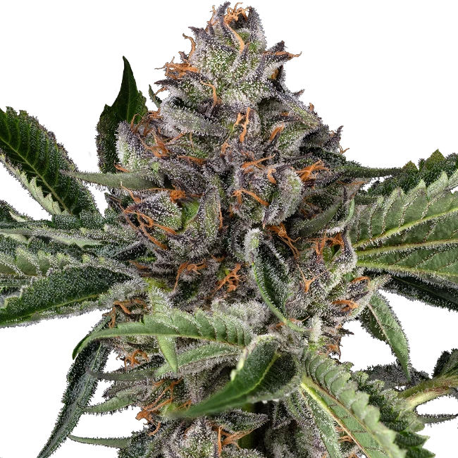 Papaya Jealousy Feminisierte Hanfsamen CannabisPflanze