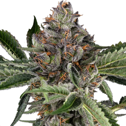 Papaya Jealousy Feminisierte Hanfsamen CannabisPflanze