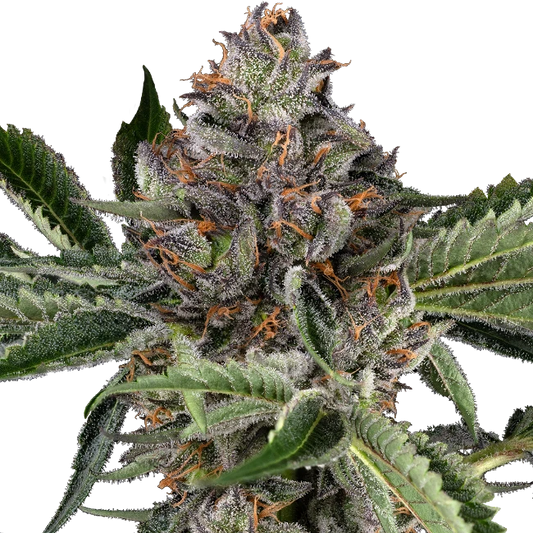 Papaya Jealousy Feminisierte Hanfsamen CannabisPflanze