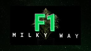 Milky Way F1 Hybrid Cannabis Samen Anbau