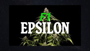 Cannabissamen Epsilon F1 Hybrid von Royal Queen Seeds, Cannabispflanze Wachstum von THC Samen bis zur Ernte