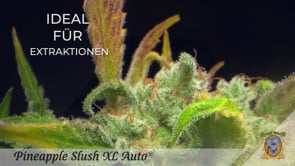 Pineapple Slush Auto Cannabis Anbau von Cannabis Samen keimen bis zur Reife Blüte