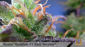 Mental Rainbox Hanfsamen Anbau bis zum reife Cannabispflanze mit Blüte