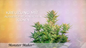 Monster Maker Cannabis Samen von Sweet Seeds, Hanfsamen Anbau bis reife Cannabispflanze