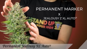 Permanent Jealousy Cannabispflanze Anbau von Hanfsamen keimen bis reife Blüten