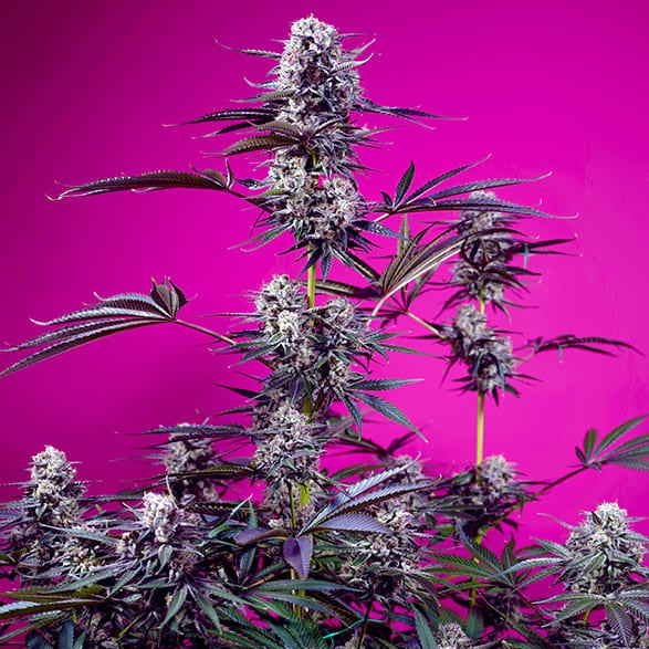 Studio 54 Stardust Autoflower Samen gezogene Canabispflanze